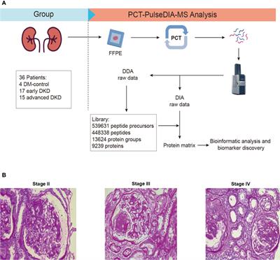 Stratification of diabetic kidney diseases via data-independent acquisition proteomics–based analysis of human kidney tissue specimens